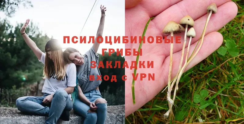 Псилоцибиновые грибы Psilocybine cubensis  Лесозаводск 